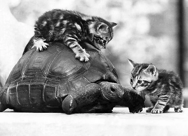 Tortoises: Cats strike lightning. Quick as flash, two kittens pounce on a new playmate