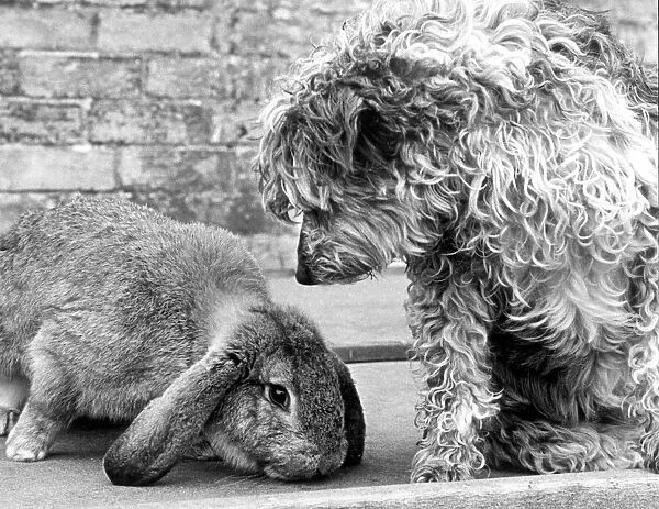 Tossie the Belgian Lop rabbit plays with mongrel dog Lucy. 18th April 1987