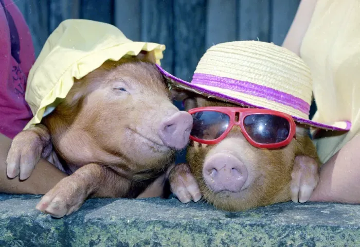 Framed Print : A touch of midsummer madness at Alfriston Zoo sussex came when temperatures reached into Framed Print : A touch of midsummer madness at Alfriston Zoo sussex came when temperatures reached into