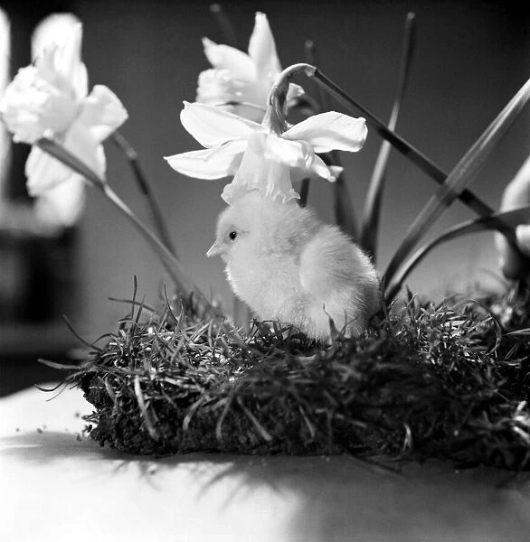 A touch of Spring. Chick and Daffodil. January 1975 75-00527