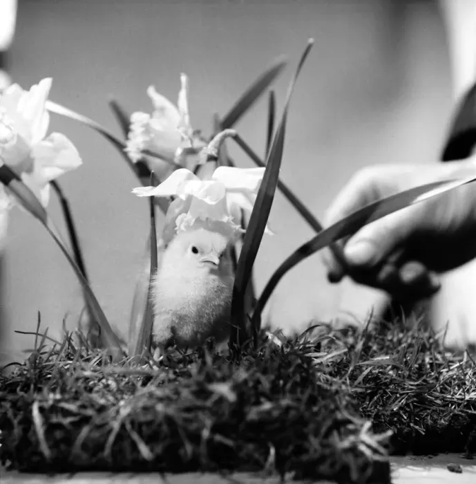 Framed Print : A touch of Spring. Chick and Daffodil. January 1975 75-00527-001 Framed Print : A touch of Spring. Chick and Daffodil. January 1975 75-00527-001