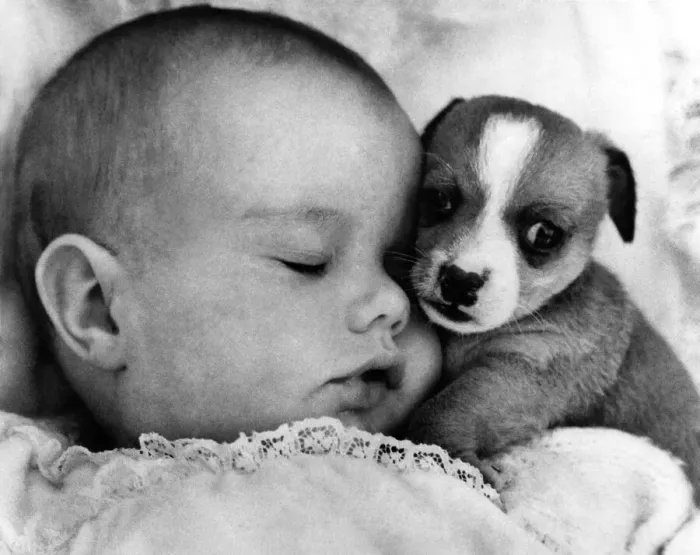 Framed Print : Tracey Clews dozing with Fred the pup, at Southam Zoo, Warwickshire. December 1968 Framed Print : Tracey Clews dozing with Fred the pup, at Southam Zoo, Warwickshire. December 1968