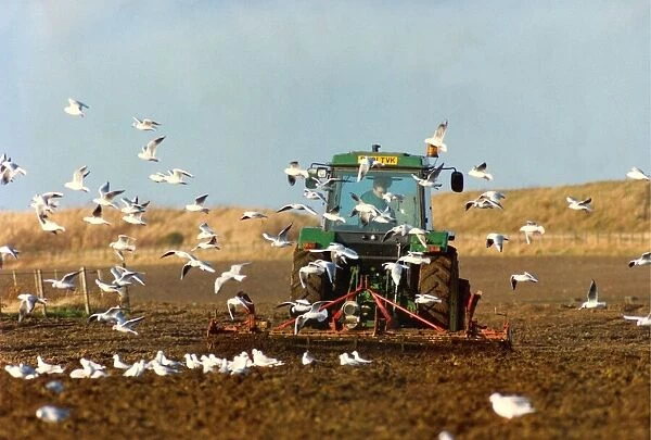 A tractor sowing seed in a field followed by a flock of birds
