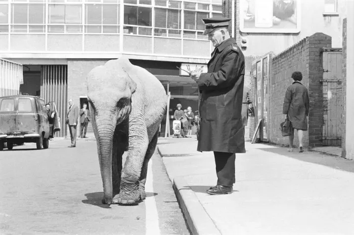 Framed Print : Traffic Warden tries to ticket an elephant which had stopped on a single yellow line in Framed Print : Traffic Warden tries to ticket an elephant which had stopped on a single yellow line in