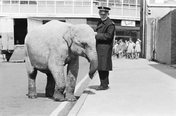 Framed Print : Traffic Warden tries to ticket an elephant which had stopped on a single yellow line in Framed Print : Traffic Warden tries to ticket an elephant which had stopped on a single yellow line in