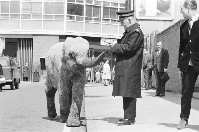 Framed Print : Traffic Warden tries to ticket an elephant which had stopped on a single yellow line in Framed Print : Traffic Warden tries to ticket an elephant which had stopped on a single yellow line in