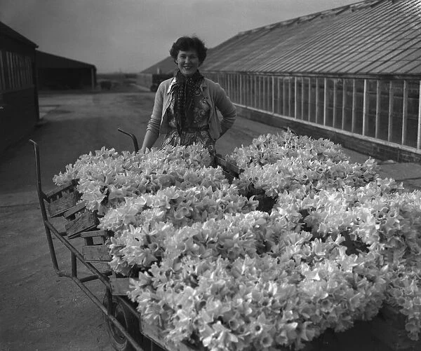 Trainee horticulturist seen here with daffodils which have been grown under glass