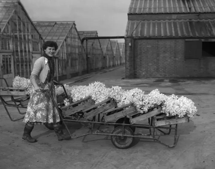Framed Print : Trainee horticulturist seen here with daffodils which have been grown under glass
