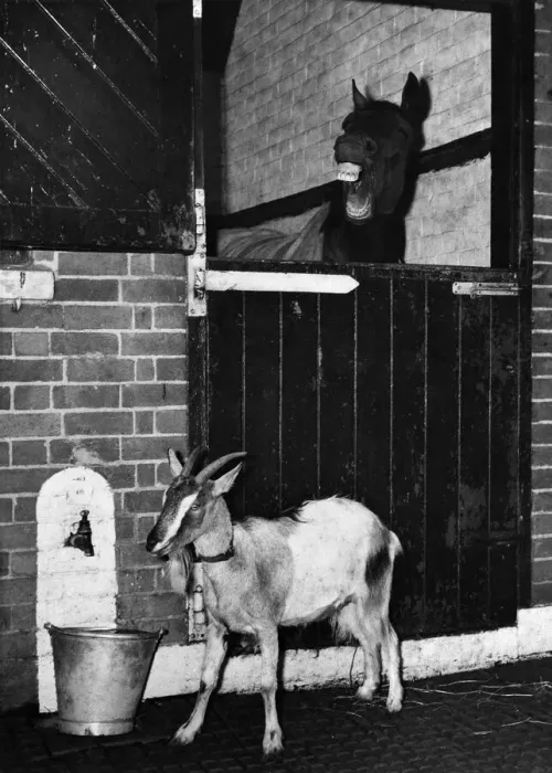Framed Print : Trainer F. Rimmel, has a temperamental horse on his hands - or diid have until he
