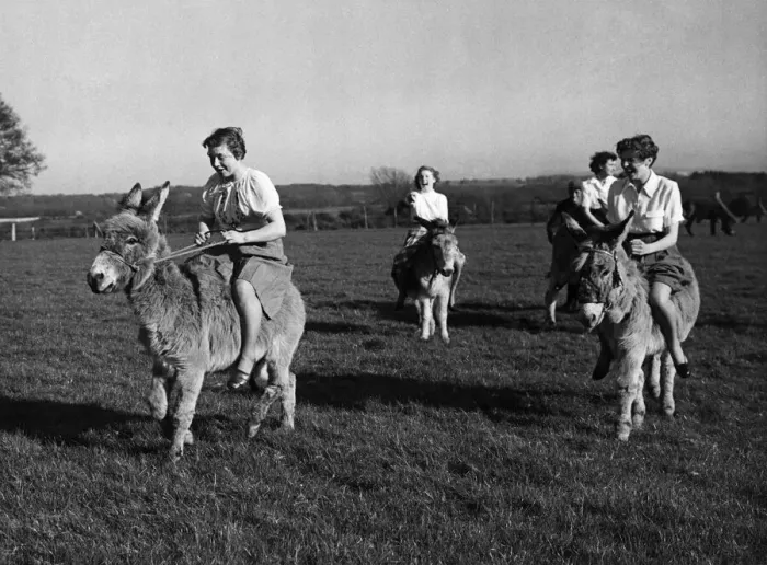 Framed Print : Training for the donkey race at Wivelsfield in Sussex. Circa 1960 Framed Print : Training for the donkey race at Wivelsfield in Sussex. Circa 1960