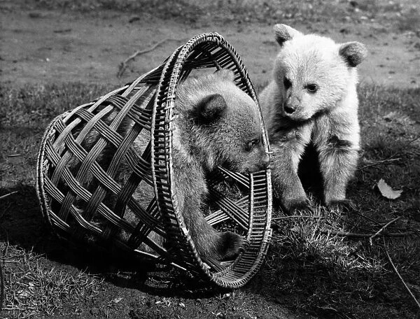 How to trap a couple of bouncing baby Syrian bears while you take their picture