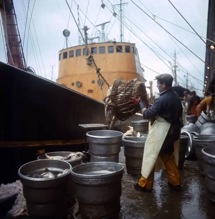 Framed Print : The Trawler Rose Orion returns to Hull with its catch after a trip to Greenland Framed Print : The Trawler Rose Orion returns to Hull with its catch after a trip to Greenland