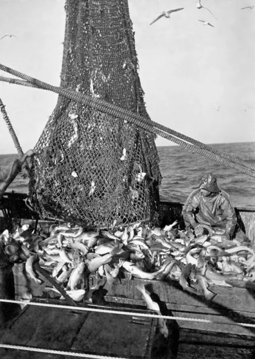 Framed Print : Trawlerman opens net of deep sea trawl off the coast following 5 hours trawling