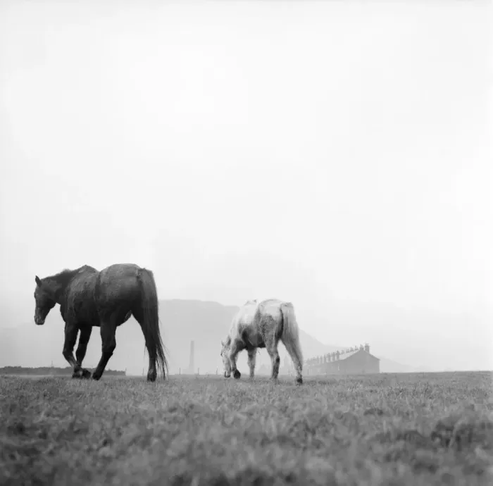 Framed Print : Treasure a blind thirty year old hunter and his constant companion Silver a Welsh pony Framed Print : Treasure a blind thirty year old hunter and his constant companion Silver a Welsh pony