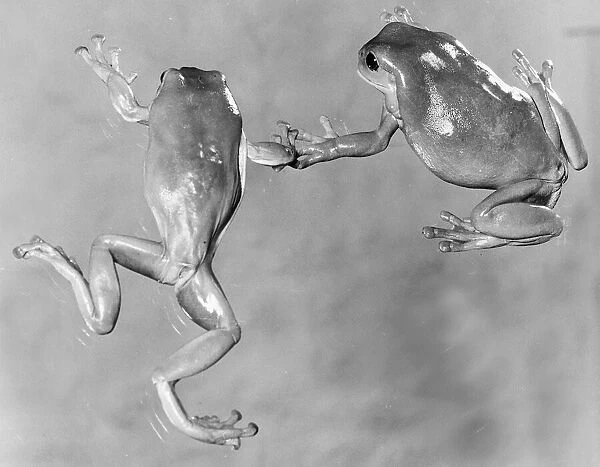 Tree frogs February 1980
