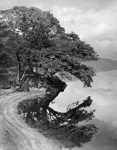 Tree reflected in the still waters of Loch Lomond near Luss. 31st October 1953