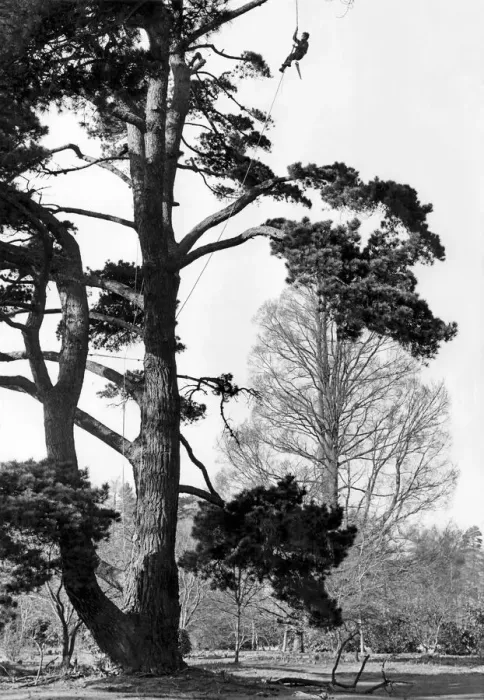Framed Print : Tree Surgeon Well roped for safety, Ian Rose prunes an old pine Framed Print : Tree Surgeon Well roped for safety, Ian Rose prunes an old pine