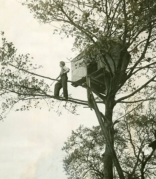 Treehouse November 1948 Eric Shield (13) of Dalton Piercy built a little tree house