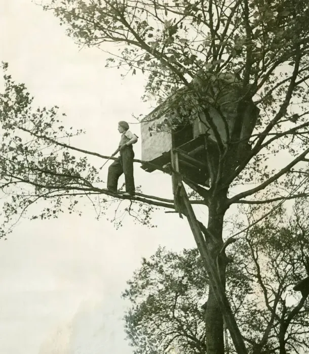 Framed Print : Treehouse November 1948 Eric Shield (13) of Dalton Piercy built a little tree house