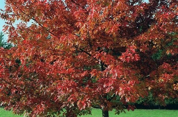 Trees - Autumn Colours