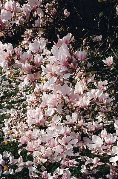 Trees Magnolia Blossom