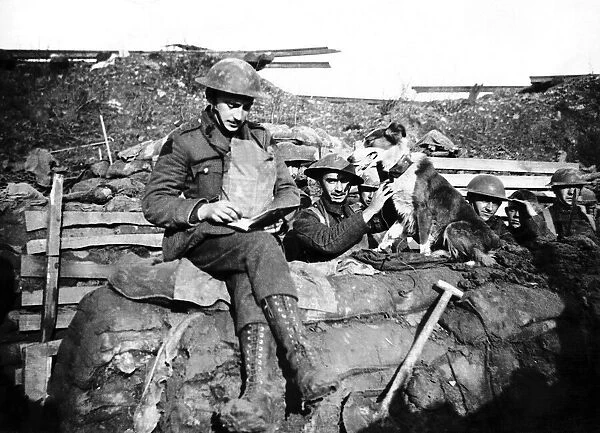 Trench messenger dog after delivering a message to a British trench on the Western Front