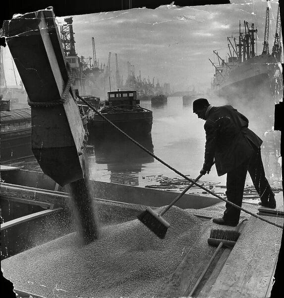 Trimming the cargo as grain roars down a chute from silo to barge in King George Dock