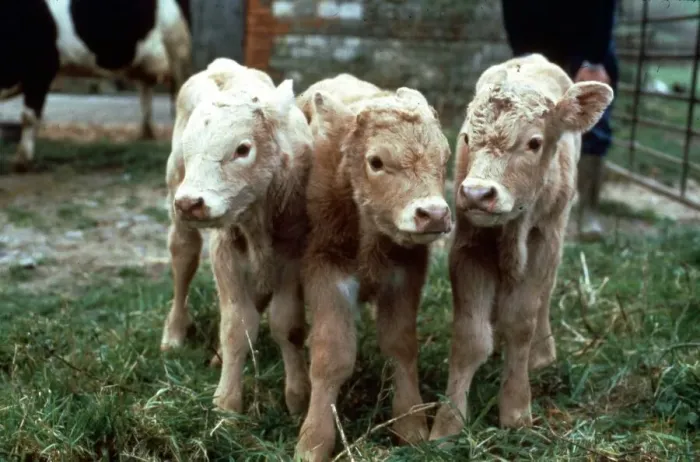 Framed Print : The triplets born to Liberty, the Fresian cow at Ross Daniells Farm in Chapmanslade Framed Print : The triplets born to Liberty, the Fresian cow at Ross Daniells Farm in Chapmanslade