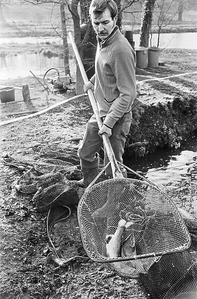 Trout farmer breeding trout. 13th February 1976