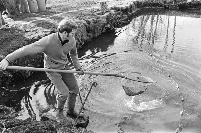 Framed Print : Trout farmer breeding trout. 13th February 1976