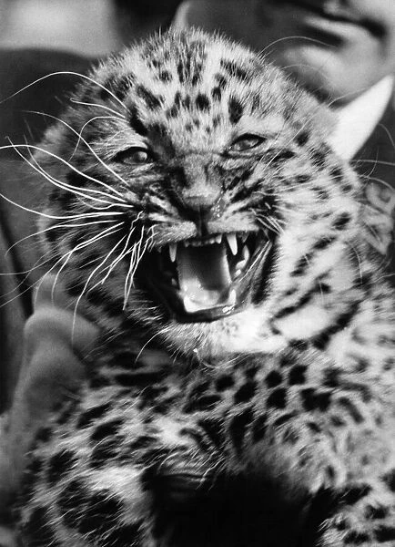 Tsai the little Chinese leopard cub bares her teeth in a snarl that is pretty ferocious