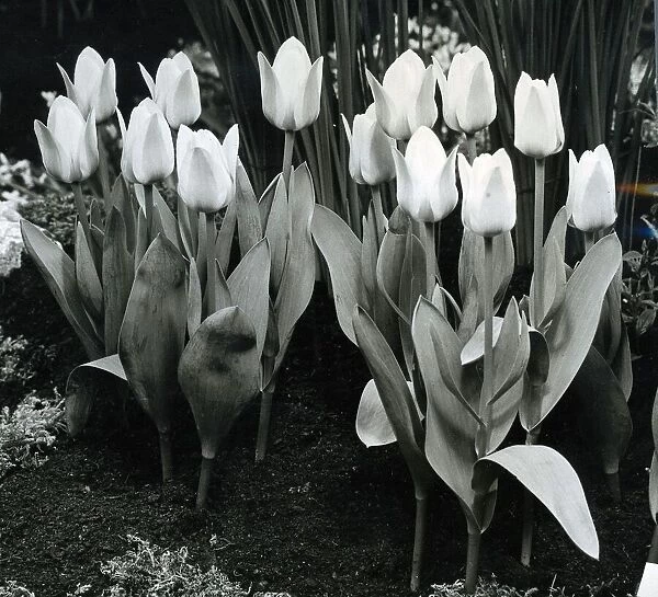 Tulips in full bloom March 1959