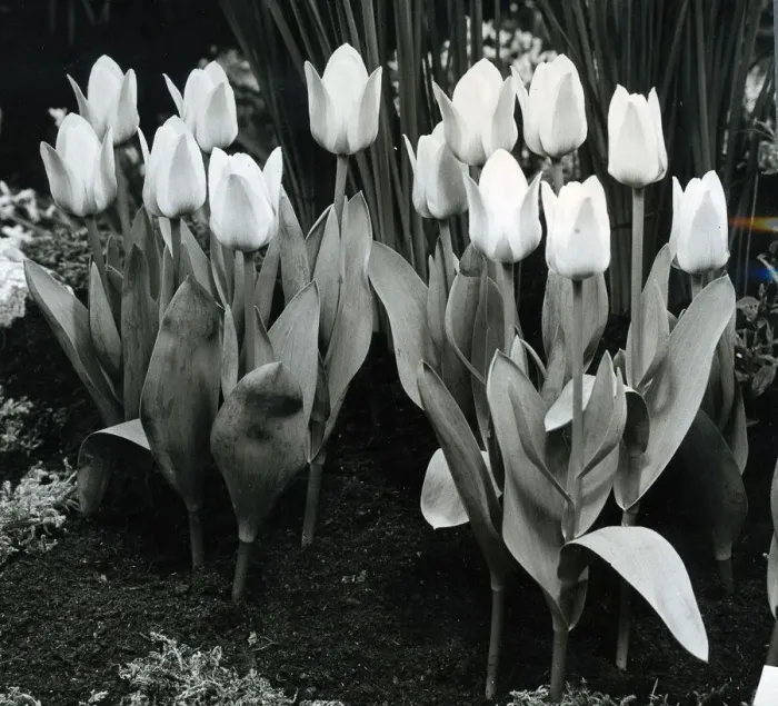 Framed Print : Tulips in full bloom March 1959 Framed Print : Tulips in full bloom March 1959