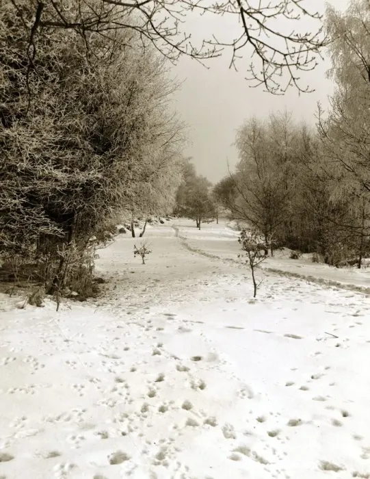 Framed Print : Tunbridge Wells Common Weather - Winter Snow Trees