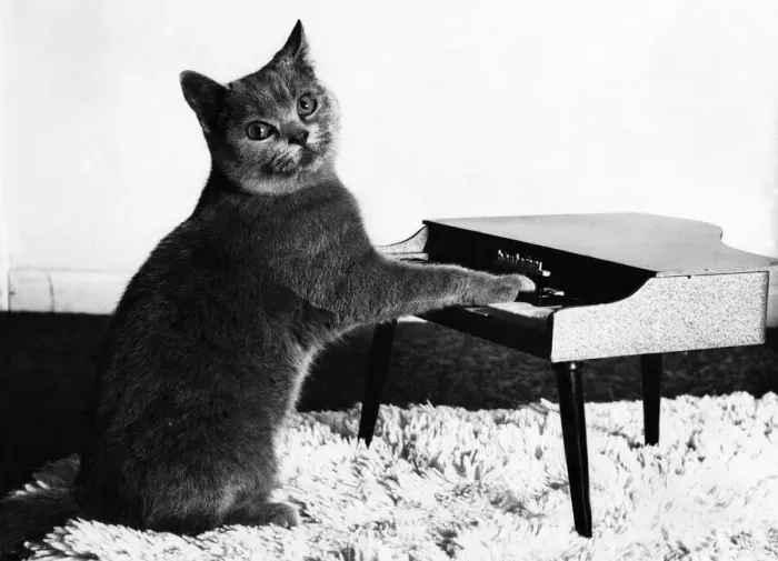 Framed Print : In tune, Fred the piano-playing puss. March 1984 P006144 Framed Print : In tune, Fred the piano-playing puss. March 1984 P006144