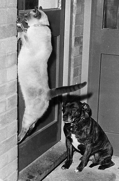 Tuppence the Siamese Cat opening Door 1980