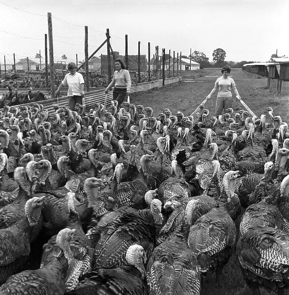Turkey farm and meat packing factory of John Lintern. General scene in