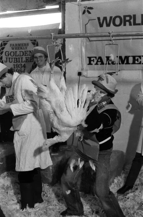 Framed Print : Turkey plucking championship at Henley. December 1984 Framed Print : Turkey plucking championship at Henley. December 1984