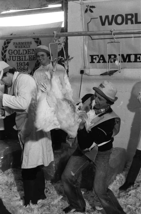 Framed Print : Turkey plucking championship at Henley. December 1984 Framed Print : Turkey plucking championship at Henley. December 1984