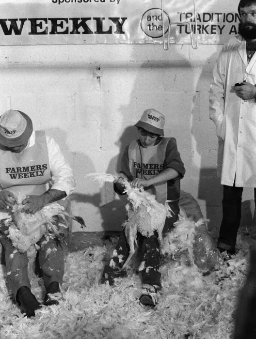 Framed Print : Turkey plucking championship at Henley. December 1984 Framed Print : Turkey plucking championship at Henley. December 1984