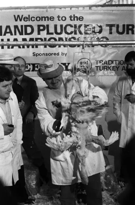 Framed Print : Turkey plucking championship at Henley. December 1984 Framed Print : Turkey plucking championship at Henley. December 1984