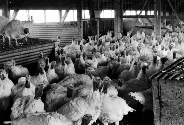 Framed Print : Turkeys on a secret location in Northumberland in the run-up to Christmas in 1975