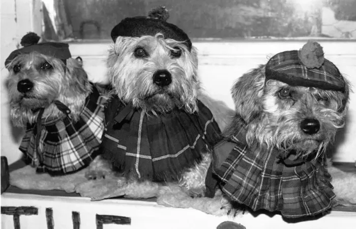 Framed Print : Turtle, Nutmeg and Bramble the performing terriers