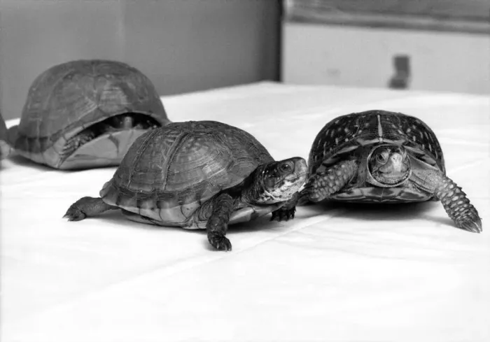 Framed Print : Turtles rescued after being abandoned. Many turtles have been bought as pets following Framed Print : Turtles rescued after being abandoned. Many turtles have been bought as pets following