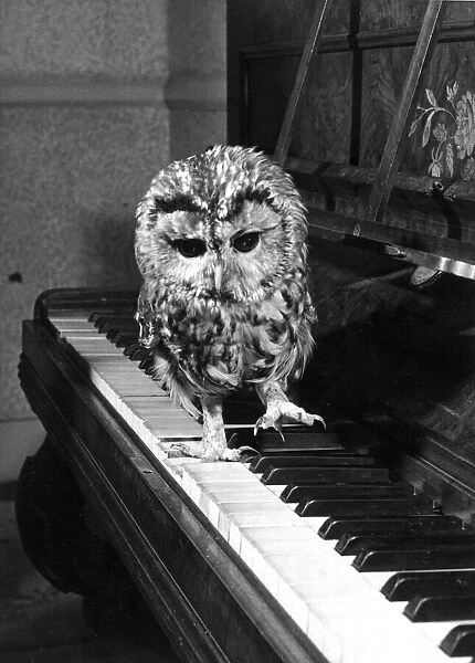 Tweeky the tawny owl wants to be noticed, so he pounds up and down the piano keys