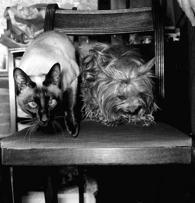Framed Print : Twiggy the siamese cat and Tiger the Yorkshire terrier January 1978 Twiggy saved Framed Print : Twiggy the siamese cat and Tiger the Yorkshire terrier January 1978 Twiggy saved