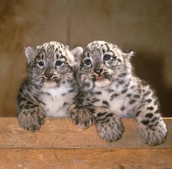 Twin baby Snow Leopard cubs Eva and Becker Marwell Zoo