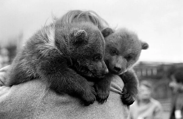 Twin Brown Bears. March 1975 75-01620-001