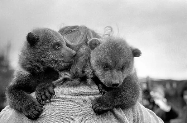 Twin Brown Bears. March 1975 75-01620-003