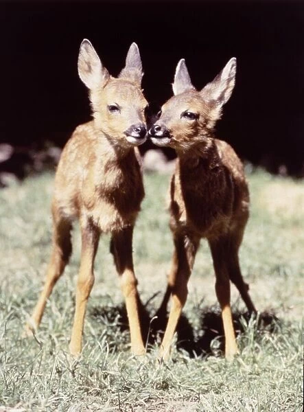 Twin Deer at Dartmoor Wildlife Park August 1984